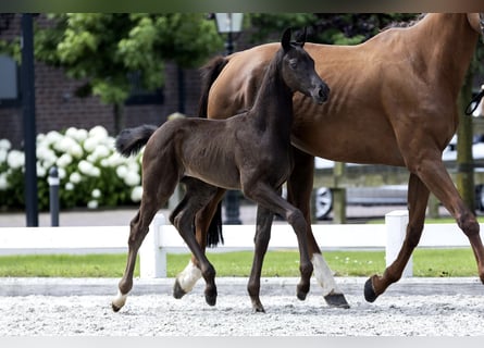 KWPN, Hengst, Fohlen (05/2024), 14,2 hh, Rappe