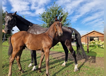 KWPN, Stallion, Foal (07/2024), 16,1 hh, Bay-Dark