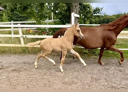 KWPN, Stallion, Foal (05/2024), 16,1 hh, Palomino