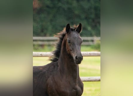 KWPN, Stallion, Foal (04/2024), 16,1 hh, Smoky-Black