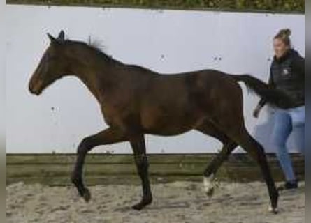 KWPN, Stallion, , 16,2 hh, Chestnut-Red