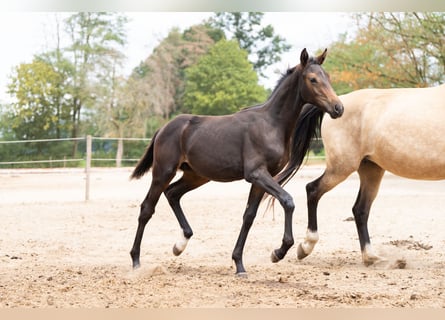 KWPN, Stallion, Foal (04/2026), 16.2 hh