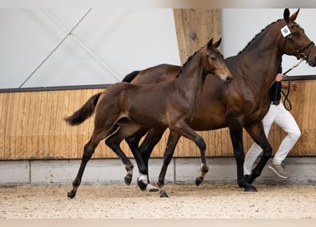 KWPN, Stallion, Foal (03/2025), 16,1 hh, Bay-Dark