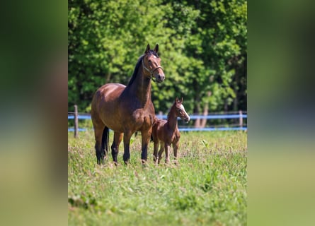 KWPN, Stallion, Foal (04/2025), 16,1 hh, Smoky-Black