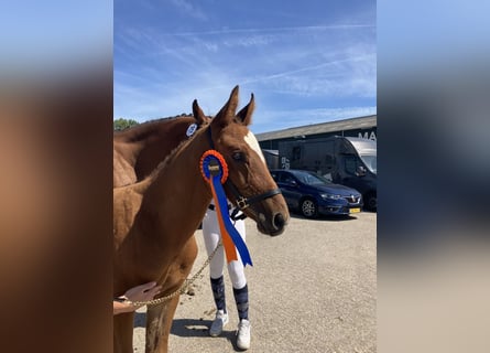 KWPN, Stallion, Foal (05/2025), 16,2 hh, Brown