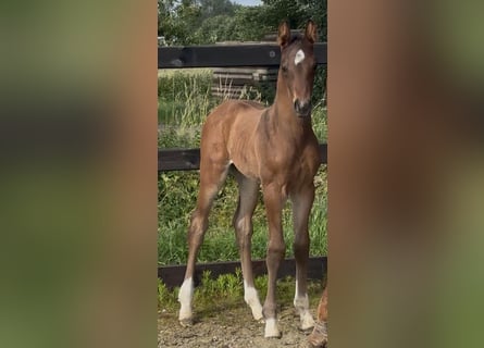 KWPN, Stallion, , 16,3 hh, Brown