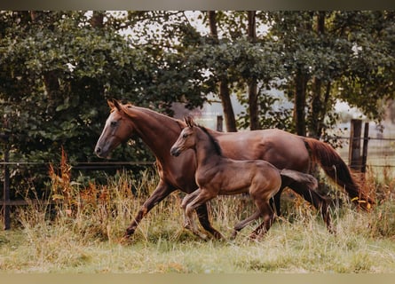 KWPN, Stallion, Foal (01/2025), 17 hh, Black