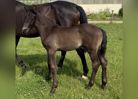 KWPN, Stallion, , Bay-Dark