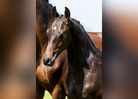 KWPN, Stallion, Foal (03/2024), Bay-Dark