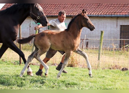 KWPN, Stallion, Foal (05/2025), Bay-Dark