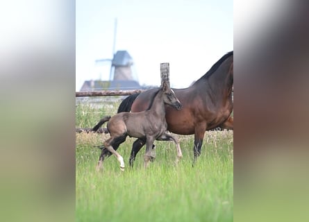 KWPN, Hengst, Fohlen (04/2024), Dunkelbrauner