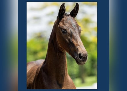 KWPN, Stallion, Foal (05/2024), Bay-Dark