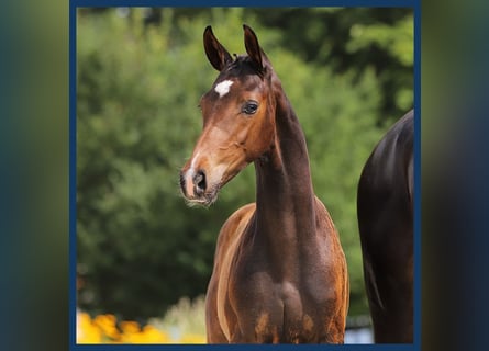 KWPN, Stallion, Foal (04/2024), Bay-Dark