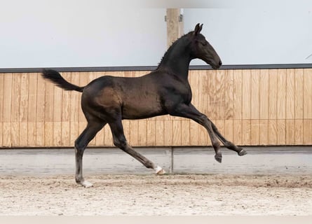 KWPN, Stallion, Foal (06/2026), Bay-Dark