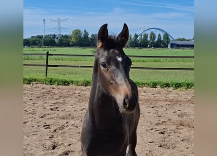 KWPN, Stallion, Foal (05/2025), Bay-Dark