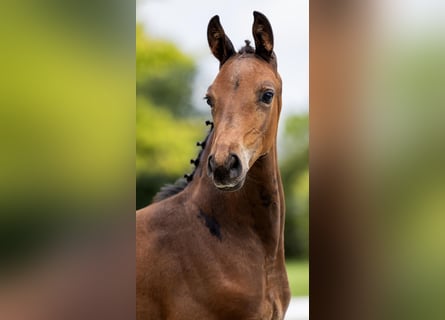 KWPN, Stallion, Foal (01/2024), Bay-Dark