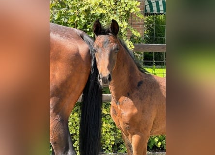 KWPN, Stallion, Foal (05/2024), Bay-Dark