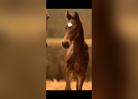 KWPN, Stallion, Foal (03/2026), Bay-Dark
