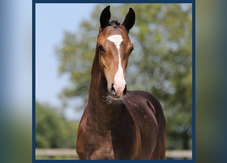 KWPN, Stallion, Foal (01/2024), Bay-Dark