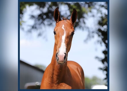 KWPN, Stallion, Foal (03/2024), Bay-Dark