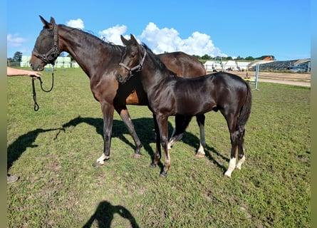 KWPN, Stallion, Foal (04/2025), Bay-Dark