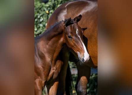 KWPN, Stallion, , Bay