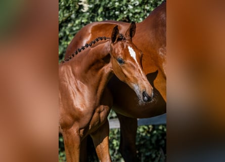 KWPN, Stallion, , Bay