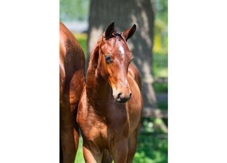 KWPN, Stallion, Foal (02/2026), Bay