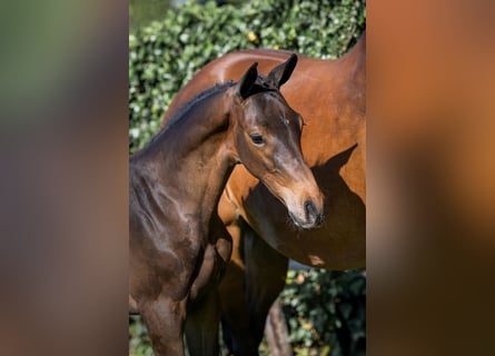 KWPN, Stallion, , Bay