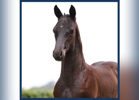 KWPN, Stallion, Foal (01/2024), Black