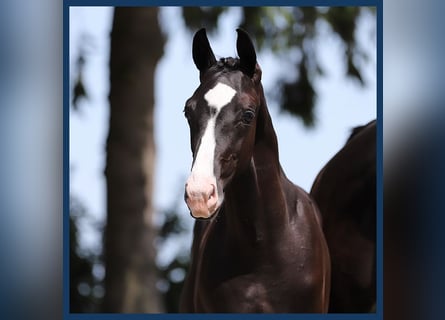 KWPN, Stallion, Foal (04/2024), Black