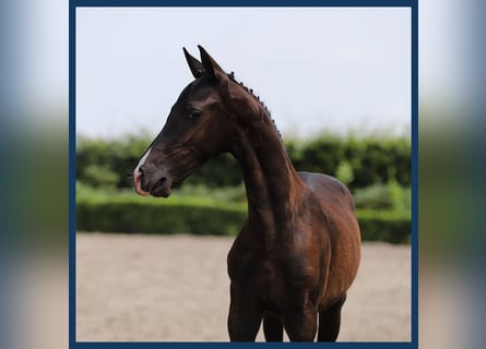 KWPN, Stallion, Foal (05/2024), Black