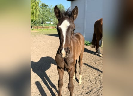 KWPN, Stallion, Foal (04/2026), Black