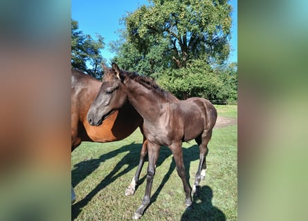 KWPN, Stallion, Foal (04/2025), Black
