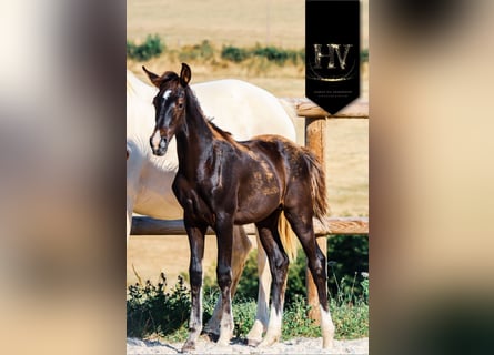 KWPN, Stallion, , Black