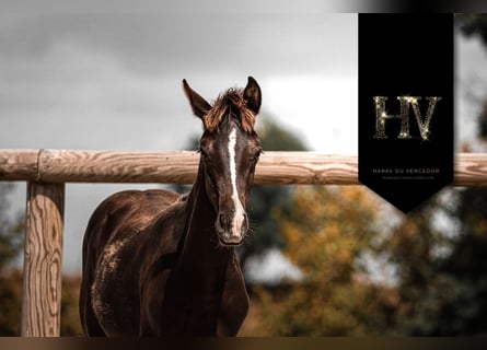KWPN, Stallion, Foal (01/2025), Black