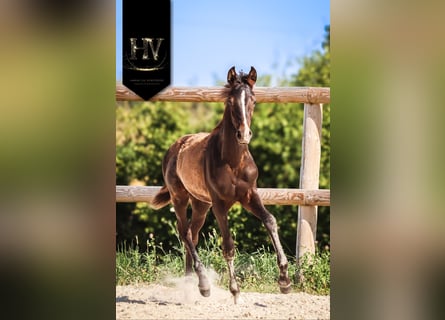 KWPN, Stallion, , Black