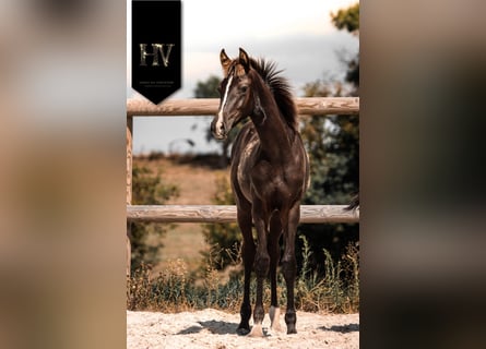 KWPN, Stallion, Foal (01/2025), Black