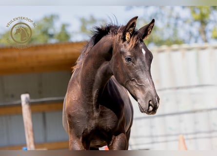 KWPN, Stallion, Foal (04/2024), Black