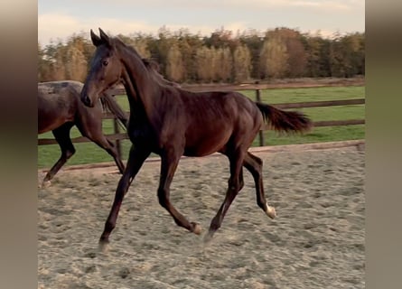 KWPN, Stallion, Foal (05/2025), Black