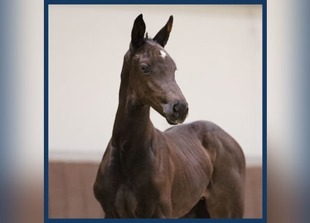 KWPN, Stallion, Foal (06/2024), Black