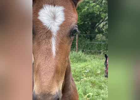 KWPN, Stallion, , Brown