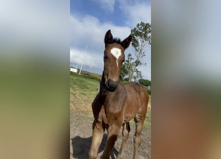KWPN, Stallion, , Brown