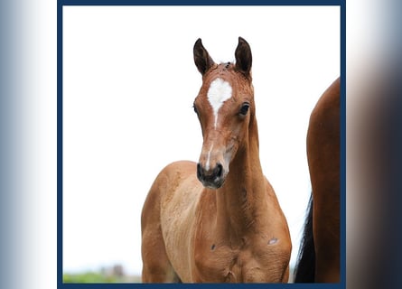 KWPN, Stallion, Foal (05/2024), Brown