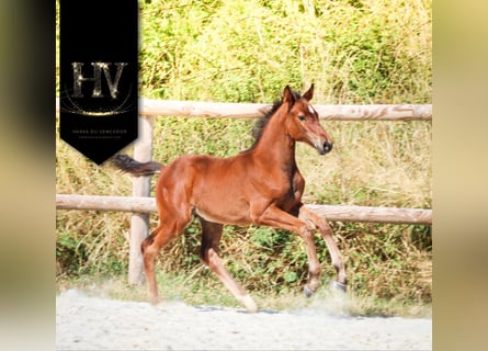 KWPN, Stallion, , Brown