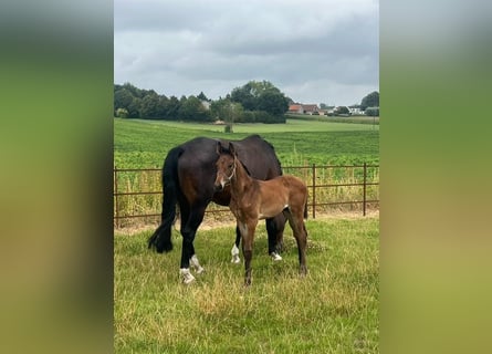 KWPN, Stallion, Foal (06/2025), Brown