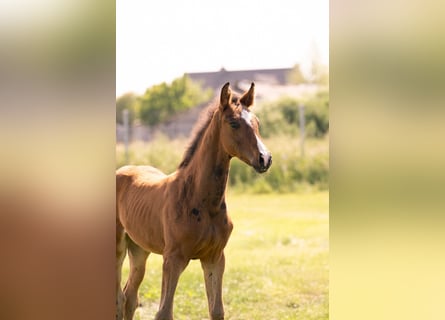 KWPN, Stallion, , Brown