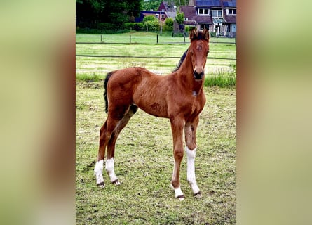 KWPN, Stallion, , Brown