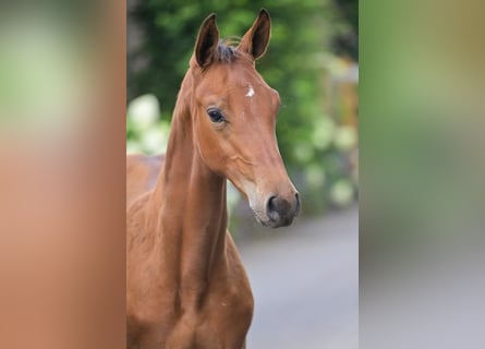 KWPN, Stallion, Foal (04/2025), Brown