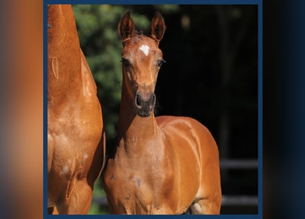 KWPN, Stallion, Foal (05/2024), Brown